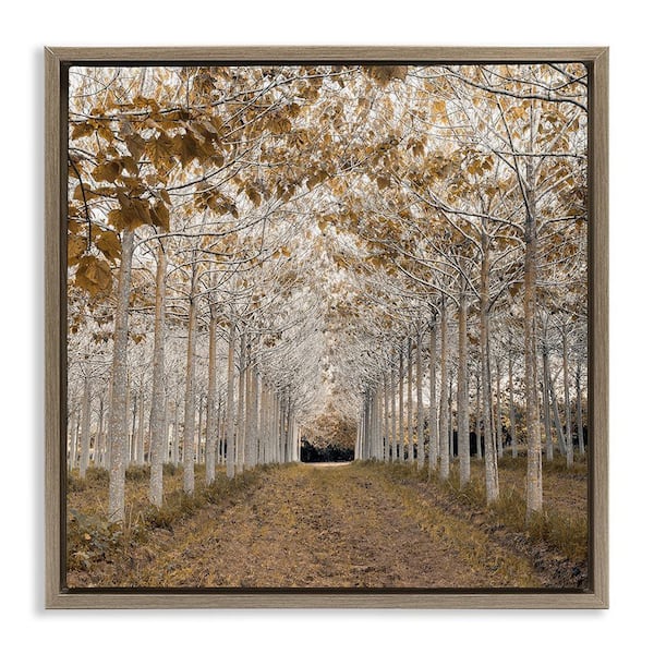 White Gold Birch Grove by Assaf Frank 1 Piece Brown Floater Frame Nature Graphic Art Print 25 in. x 25 in.