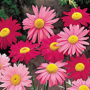 Multi-Colored Flowering Painted Daisy Mixture, Dormant Bare Root Spring Flowering Perennial Plants (3-Pack)