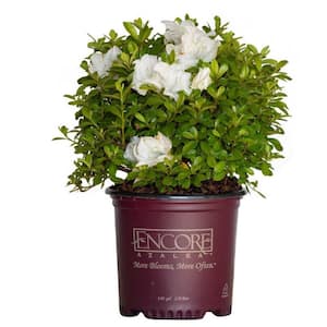 1 Gal. Autumn Angel Shrub with Clear White Reblooming Flowers