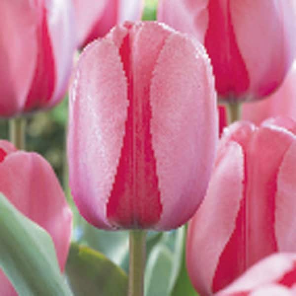 Unbranded Tulip Pink Impression Dormant Bulbs (28-Pack)