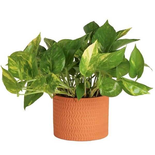 Costa Farms Pothos Indoor Plant in 6 in. Premium Ceramic, Avg. Shipping Height 1-2 ft. Tall