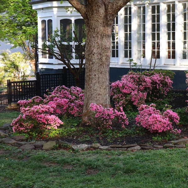 national PLANT NETWORK 1 Gal. Azalea Chinzan Flowering Shrub with