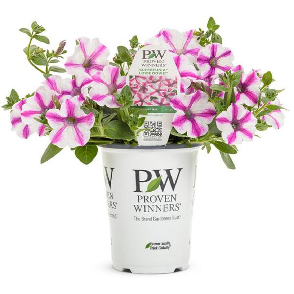 PROVEN WINNERS 4.25 in. Petunia Supertunia Lovie Dovie Annual Live Plant (4-Pack)