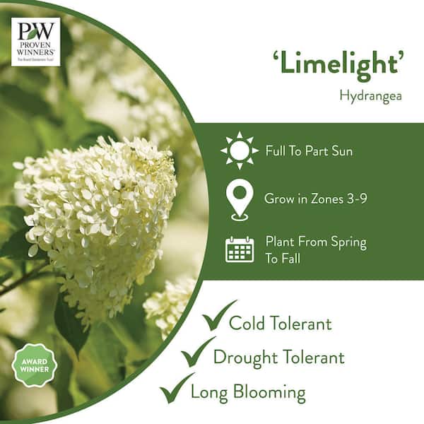 1 Gal. Limelight Hardy Hydrangea (Paniculata) Live Shrub, Green to Pink Flowers