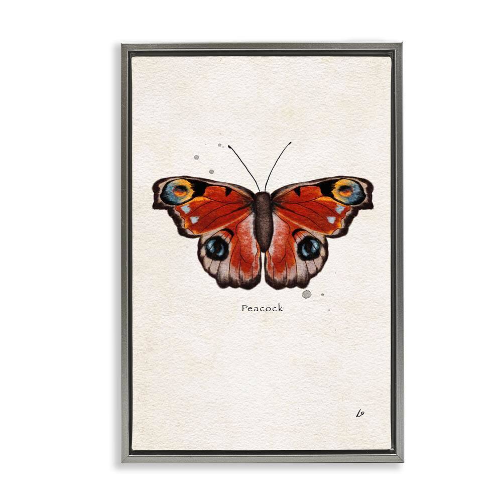 Peacock Butterfly Study by Lydia Orange Gray Floater Frame Animal Graphic Art Print 25 in. x 17 in. price history on PriceWatchPro