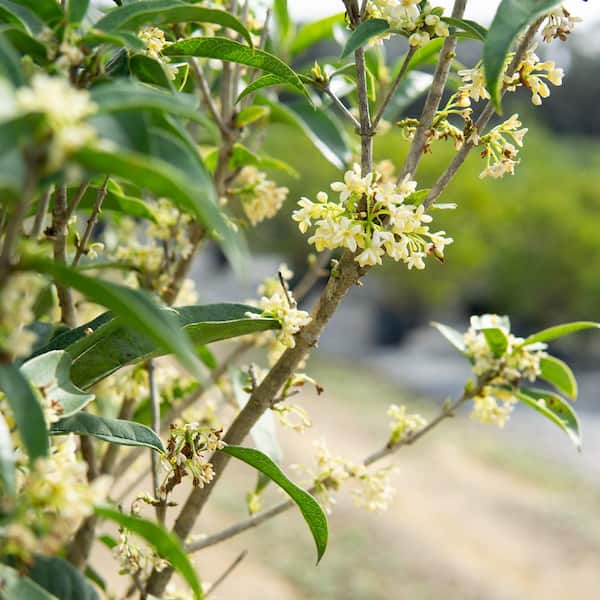 Fragrant Tea Olive Tree cuttings 