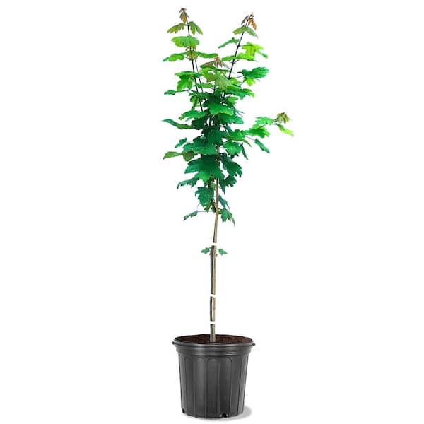 Unbranded Autumn Blaze Red Maple Shade Tree