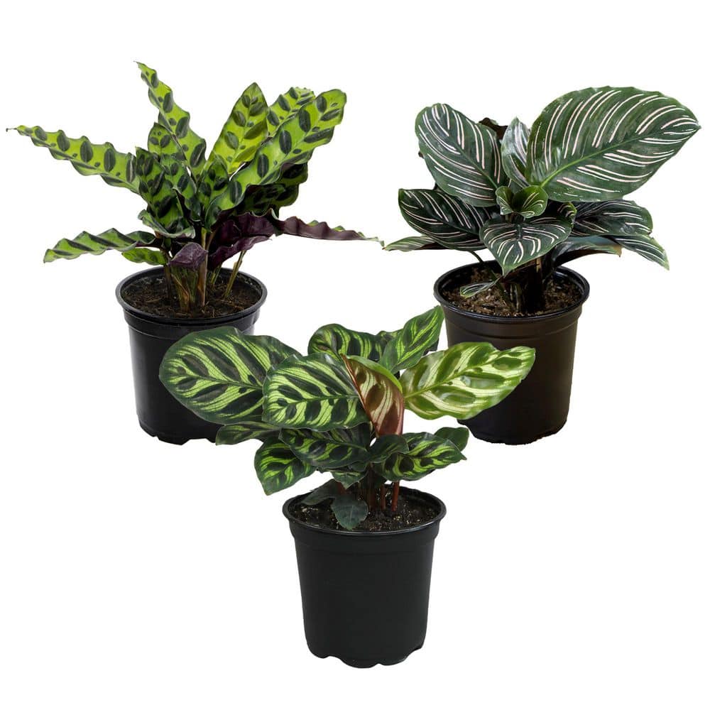 Pet Safe Calathea (3 Pack), Live Indoor Plants, 4.25 in. Grower Pots, Pet Safe Real Houseplants, Approx. 9 in. Tall price history on PriceWatchPro