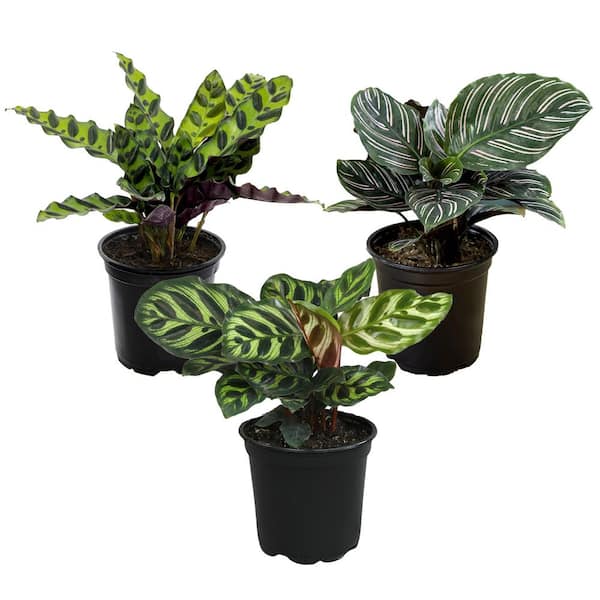 elle plant Elle® Potted Rose Bush main image 0