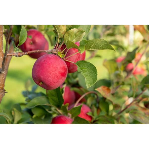 Online Orchards Firestorm Apple Tree with All the Flavor of Honeycrisp with Striking Red Skin-3 ft.