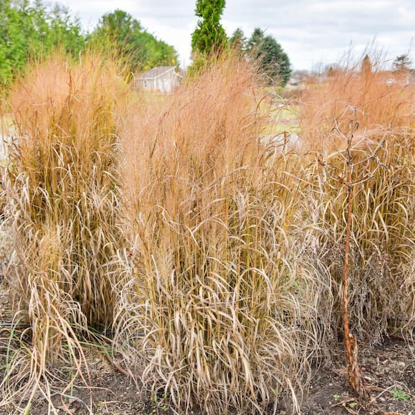 Proven Winners 0.65 Gal. Prairie Winds October Sky Switch Grass