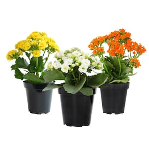 3-Pack 2.5 in. Kalanchoe Blossfeldiana Live Succulents in Assorted Colors in Grower Pot
