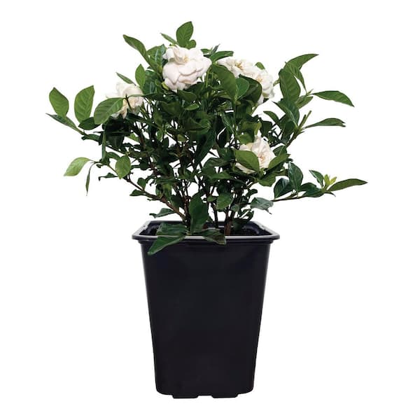 2 qt. Veitchii Gardenia Fragrant Flowering Shrub with White Flowers (1-Pack)
