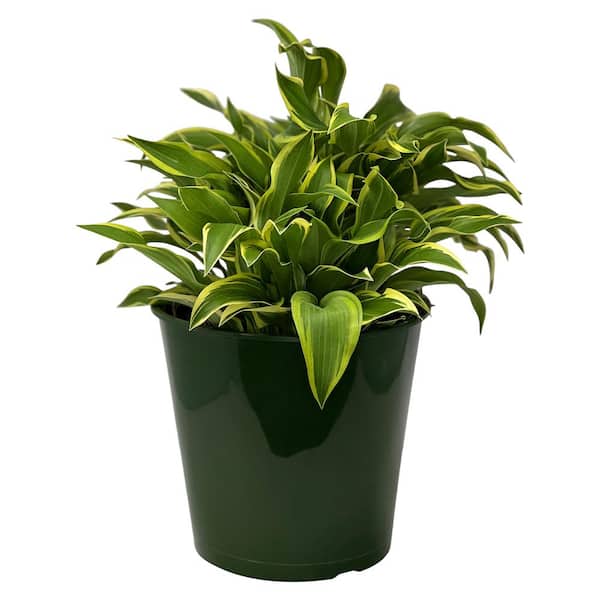 Pure Beauty Farms 1.5 Gal. Hosta Yellow Plant Varigated in 8.25 in. Grower's Pot