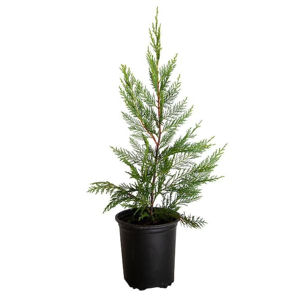 3 Gal. Leyland Cypress Holiday Shrub Plant