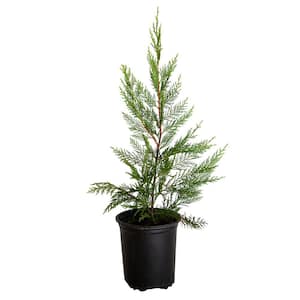 3 Gal. Leyland Cypress Holiday Shrub Plant