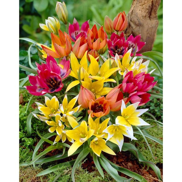 Bloomsz Tulipa Wild Perenial Mix Bulbs (25-Pack)