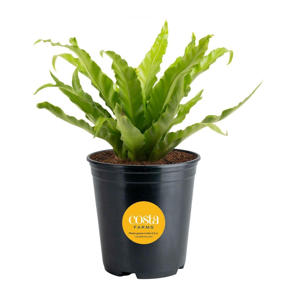 Costa Farms Bird's Nest Fern Indoor Plant in 6 in. Grower Pot, Avg. Shipping Height 1-2 ft. Tall