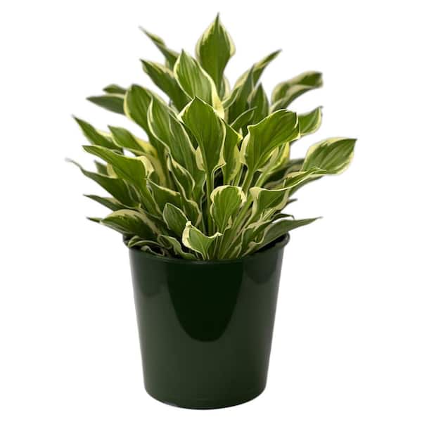 Pure Beauty Farms 1.5 Gal. Hosta Plant White Varigated in 8.25 in. Grower's Pot
