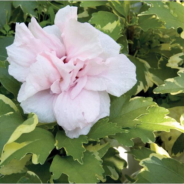 PROVEN WINNERS 1 Gal. Sugar Tip Rose of Sharon (Hibiscus) Live Shrub, Light Pink Flowers and Variegated Foliage HIBPRC2206101 - The Home Depot