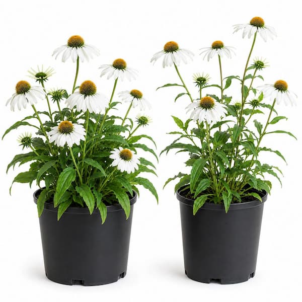 1 gal. White Swan Coneflower - Elegant White Echinacea Flowering Perennial (2-Pack)