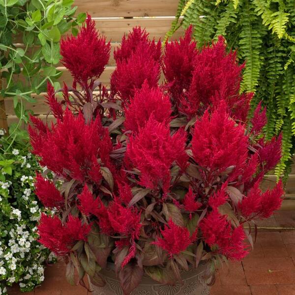 2 5 Qt Dragons Breath Celosia Plant With Blazing Red Blooms 4256 The Home Depot