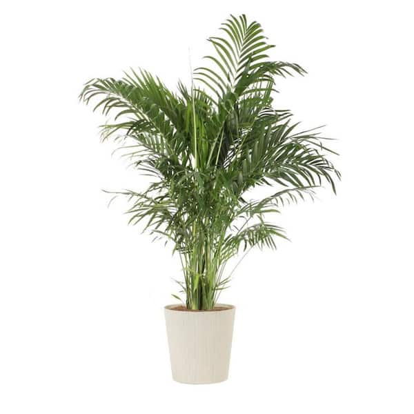 10 in. Vigoro Chamaedorea Cat Palm Plant in Deco Pot