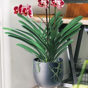 17 in. Artificial Vanda Orchid Leaf Stem Tropical Plant Greenery Foliage Spray Branch (Set of 2)