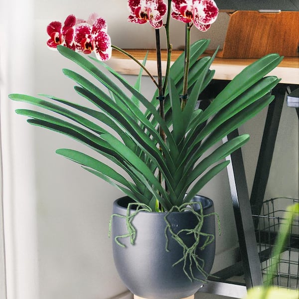 LIVING LUXURY 17 in. Artificial Vanda Orchid Leaf Stem Tropical Plant Greenery Foliage Spray Branch (Set of 2)