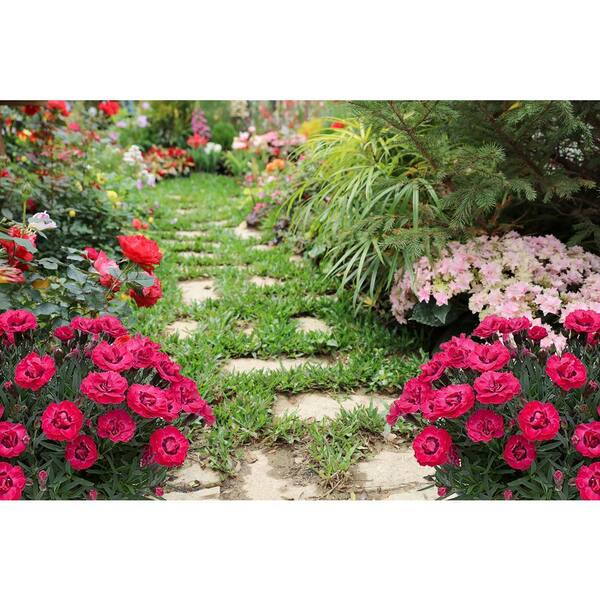 1.0 qt. Carnation Early Love Perennial Plant with Magenta Flowers