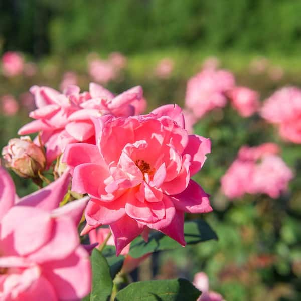 KNOCK OUT 2 Gal. Pink Double Knock Out Rose Bush with Pink Flowers 13212 -  The Home Depot