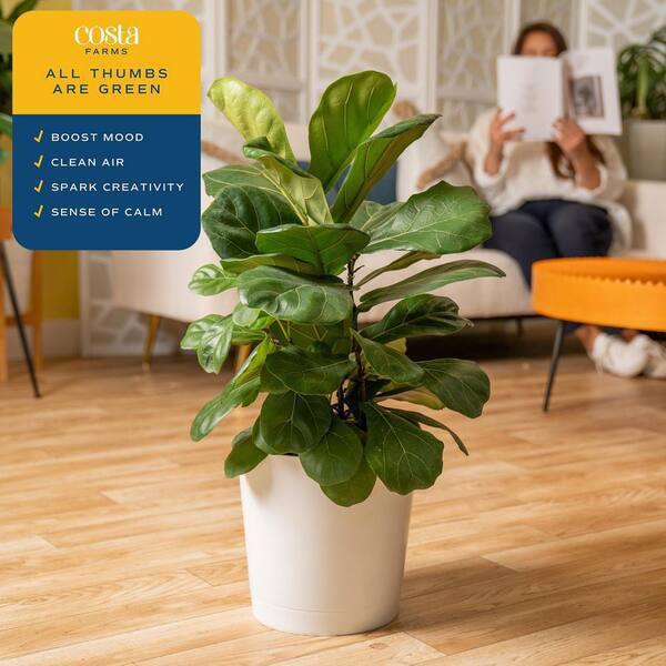 Costa Farms Fiddle Leaf Fig Indoor Plant in 10 in. Decor Pot, Avg. Shipping Height 1-2 ft. Tall