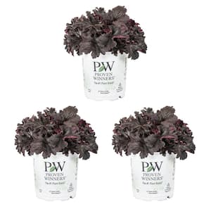 2.5 Qt. Proven Winners Coral Bells Heuchera Primo Black Pearl Black Perennial Plant (3-Pack)