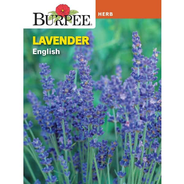 Herb Lavender English Seed