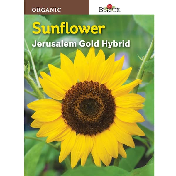 Burpee Sunflower Jerusalem Gold Hybrid Seed