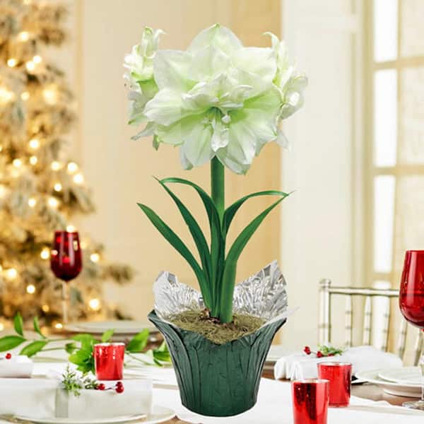 Gardens Alive! Marilyn Double White Flowering Amaryllis Dormant Bulb Holiday Gift Kit, Planted in a Foil Wrapped 6 in. Pot