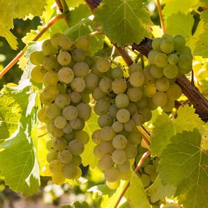 Premium Grafted Bareroot Grape Vine Chardonnay Plant (Set of 1)