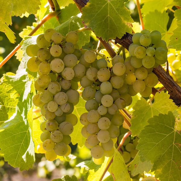 VAN ZYVERDEN Premium Grafted Bareroot Grape Vine Chardonnay Plant (Set of 1)