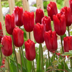 12/+ cm, Single Late Red Ariel Tulip Flower Bulbs (Bag of 50)