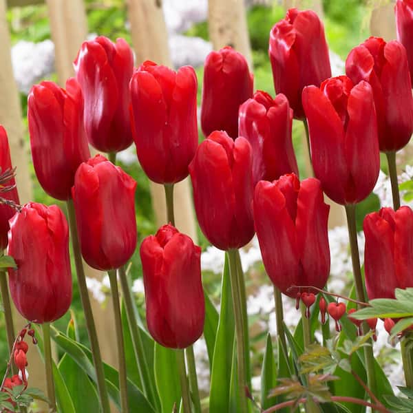 Garden State Bulb 12/+ cm, Single Late Red Ariel Tulip Flower Bulbs (Bag of 50)