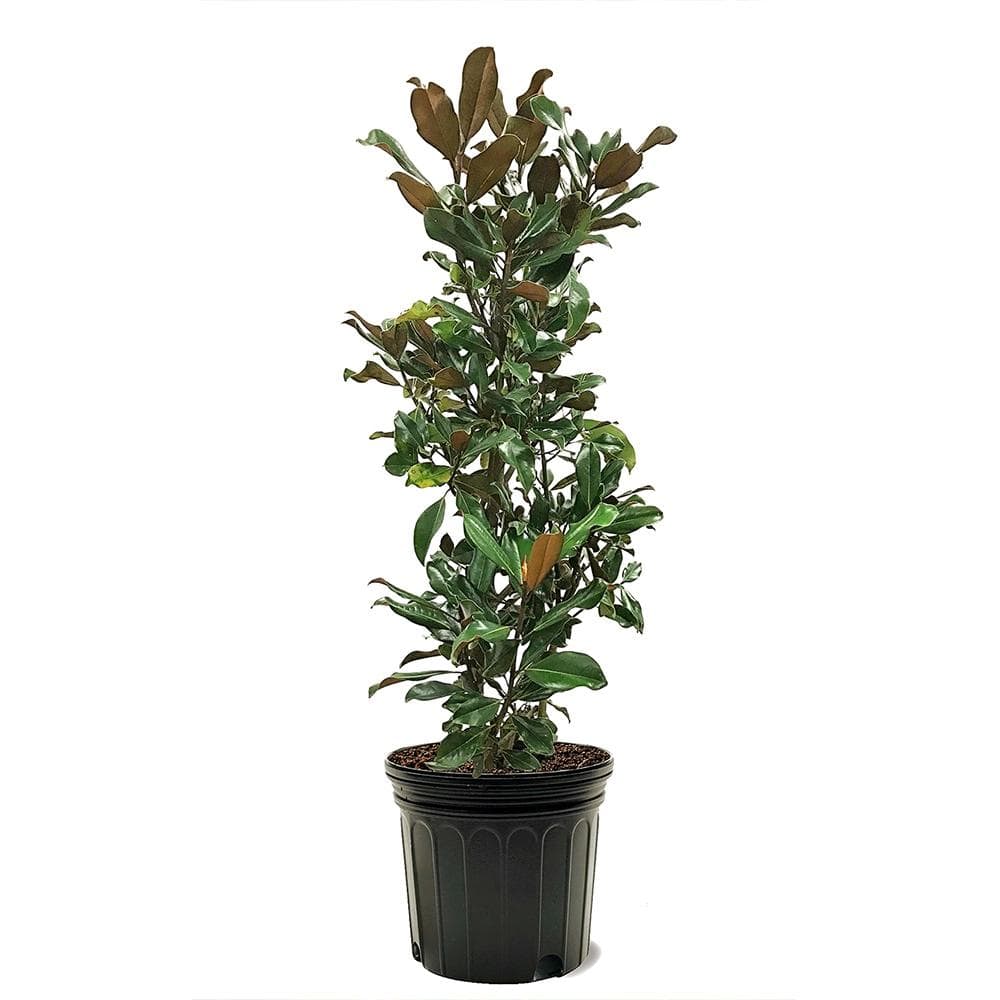 Brackens Brown Beauty Southern Magnolia White Flowering Evergreen Tree