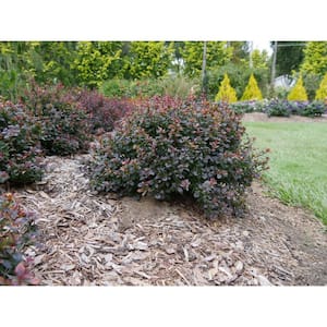 2 Gal. Sunjoy Todo Barberry Plant with Deep Purple Foliage and Yellow Flowers