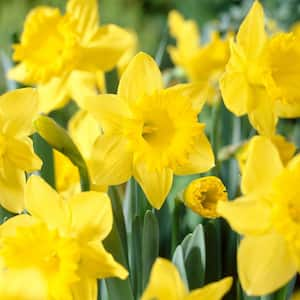 14/16 cm Daffodil King Alfred Flower Bulbs (Bag of 100)