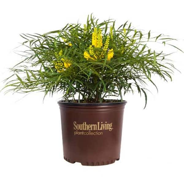 SOUTHERN LIVING 2 Gal. Soft Caress Mahonia, Live Evergreen Shrub, Bright Yellow Flowers