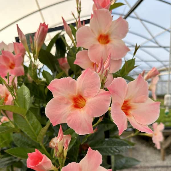 1 Gal. Mandevilla Giant Peach Sunrise Trumpet Vine Plant