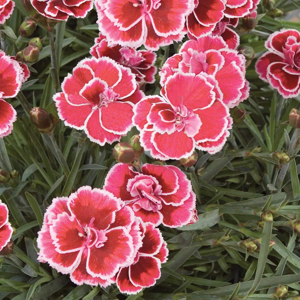 #1 Coral Reef Salmon and White Dianthus Plant 61562 - The Home Depot