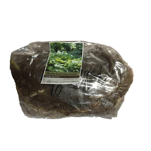 Daylily Nursery Assorted Bareroot Hosta Plant (20-Pack)
