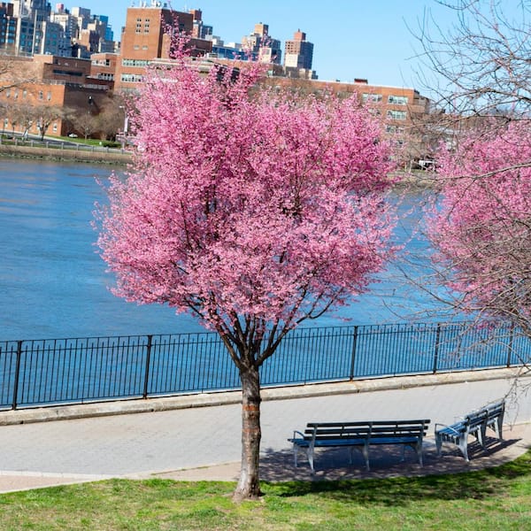 Profusion Crabapple Pink Flowering Ornamental Tree