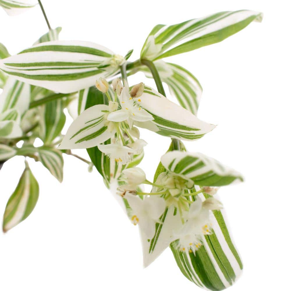 6 in. Tradescantia Pistachio White Succulent in Black Planter