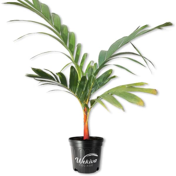 Orange Crownshaft Palm Tree-Live Plant in a 10 in. Pot-Areca Vestiaria-Extremely Rare Ornamental Palms